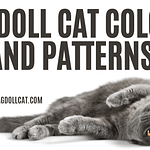 Ragdoll Cat Colors and Patterns