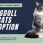 Ragdoll Cats Adoption