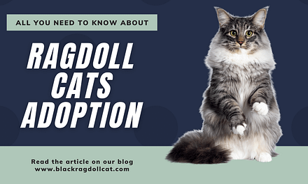 Ragdoll Cats Adoption