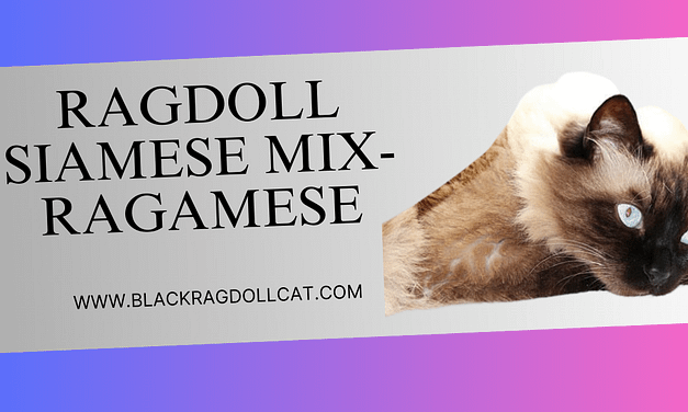 Ragdoll Siamese mix- Ragamese