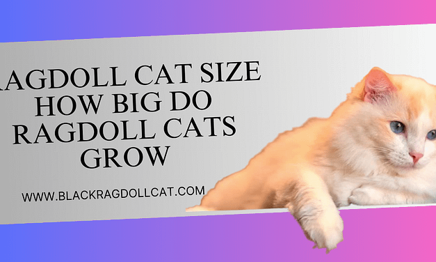 Ragdoll cat size