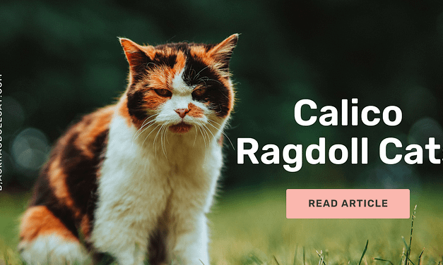 Calico Ragdoll Cat