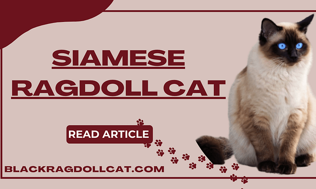 Siamese Ragdoll cat