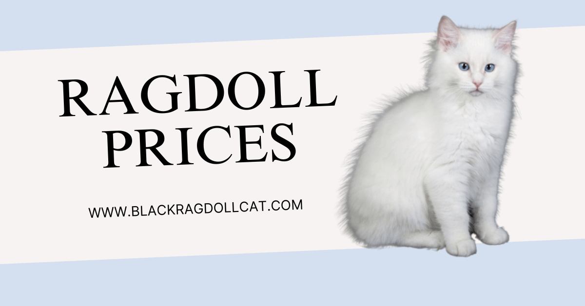 Ragdoll Prices