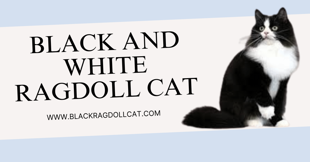 Black And White Ragdoll Cat