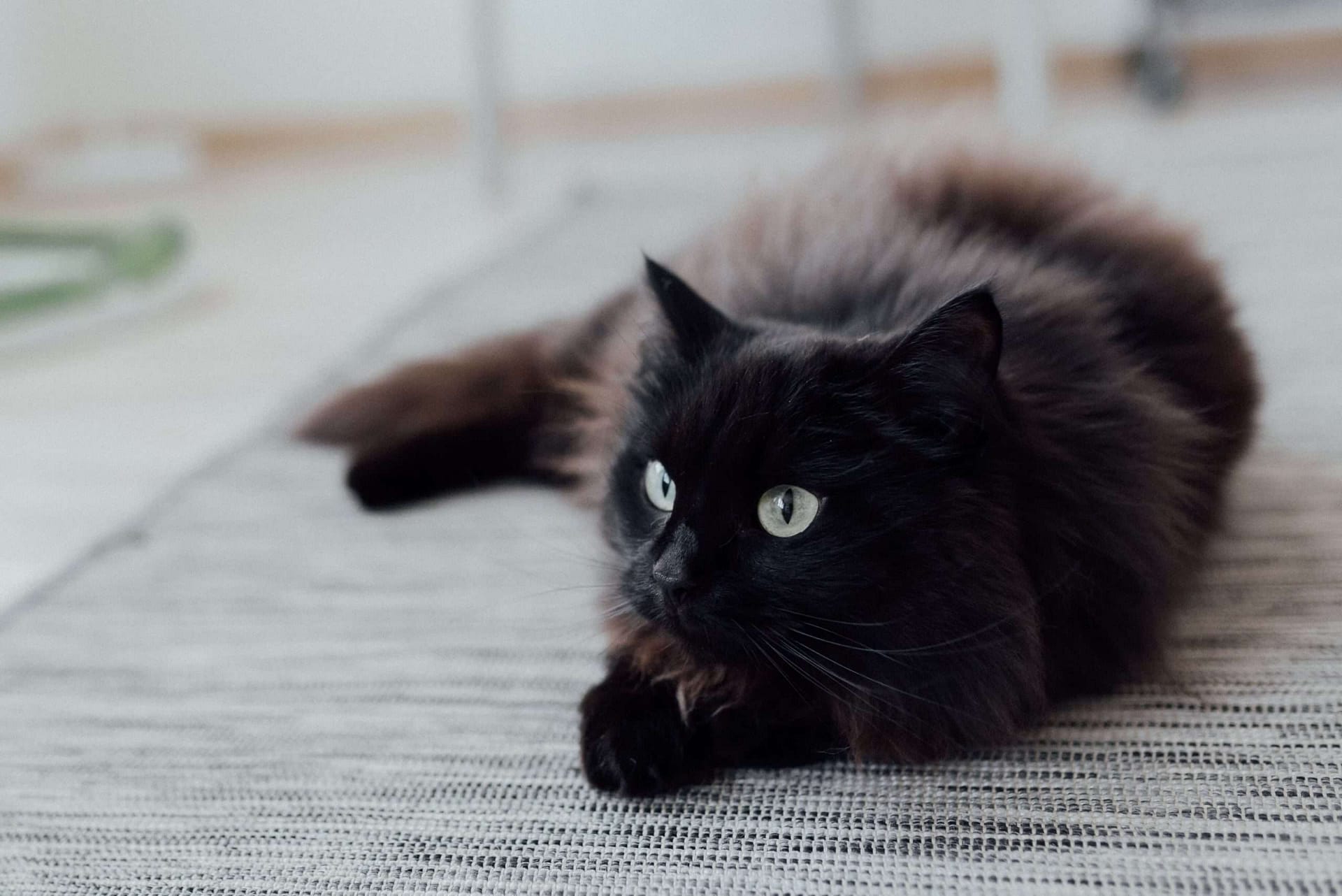 Black Ragdoll Cat 
