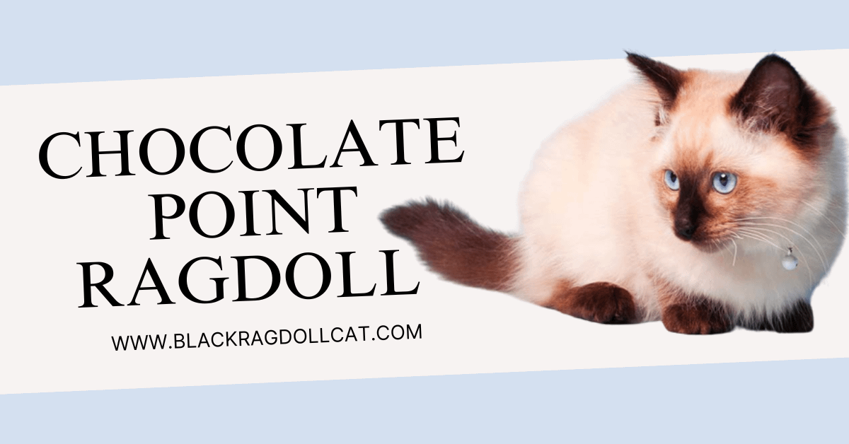 Chocolate point Ragdoll