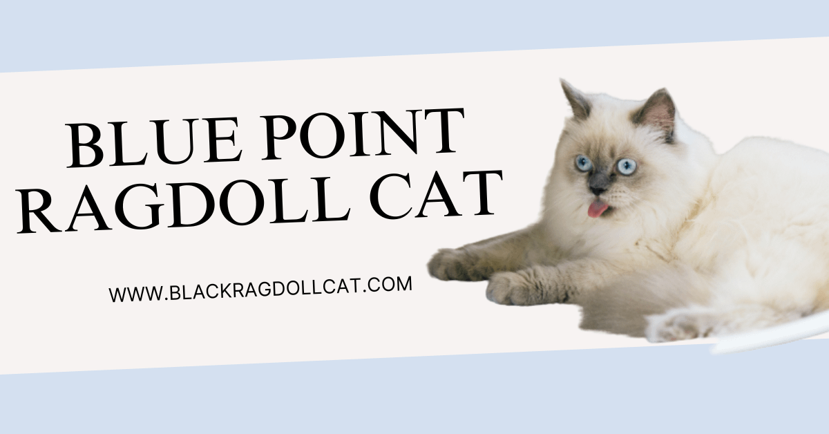 Blue Point Ragdoll Cat