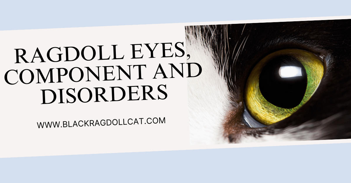Ragdoll Eyes, Component and disorders