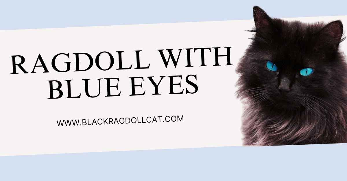 Ragdoll With Blue Eyes