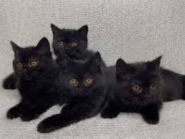 black ragdoll cat kittens