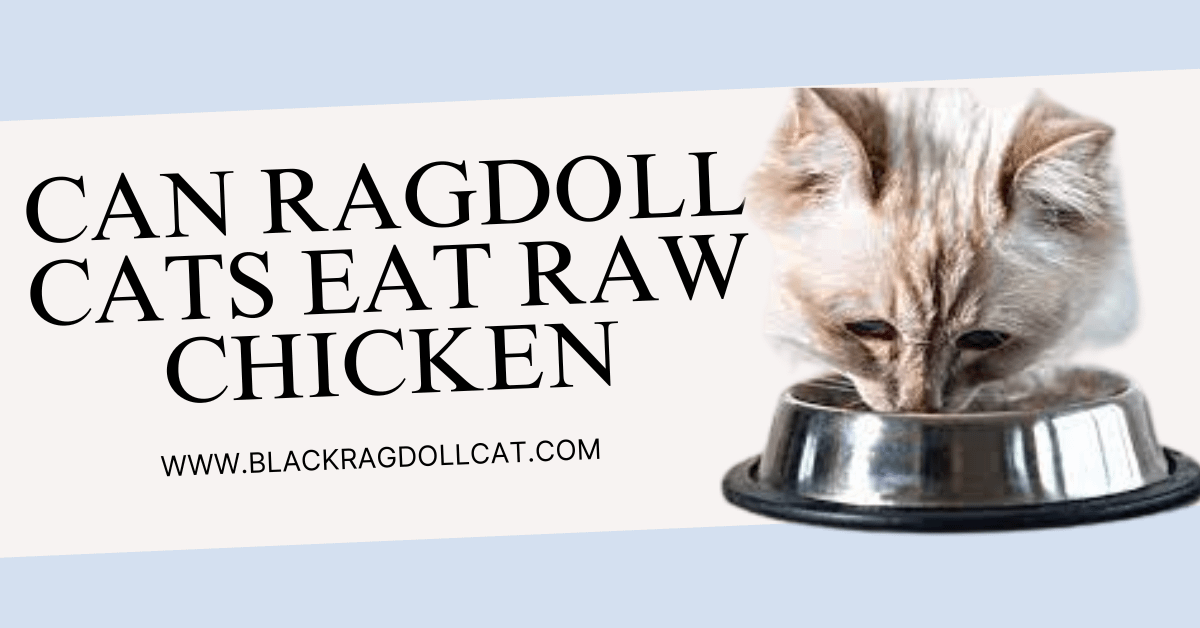 Can Ragdoll Cats Eat Raw Chicken
