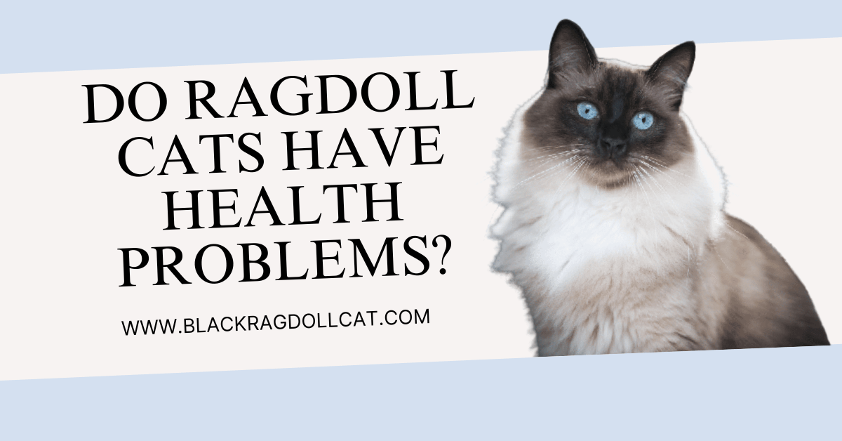 <strong>Do ragdoll cats have health problems?</strong>