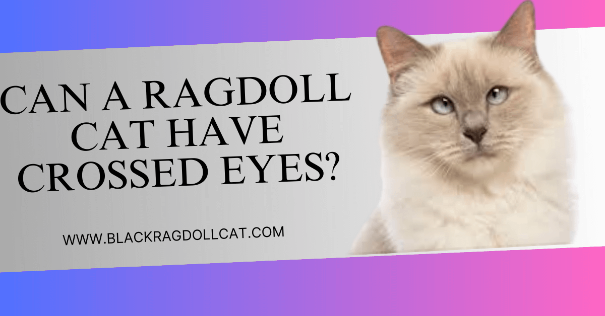 <strong>Can a ragdoll cat have crossed eyes?</strong>