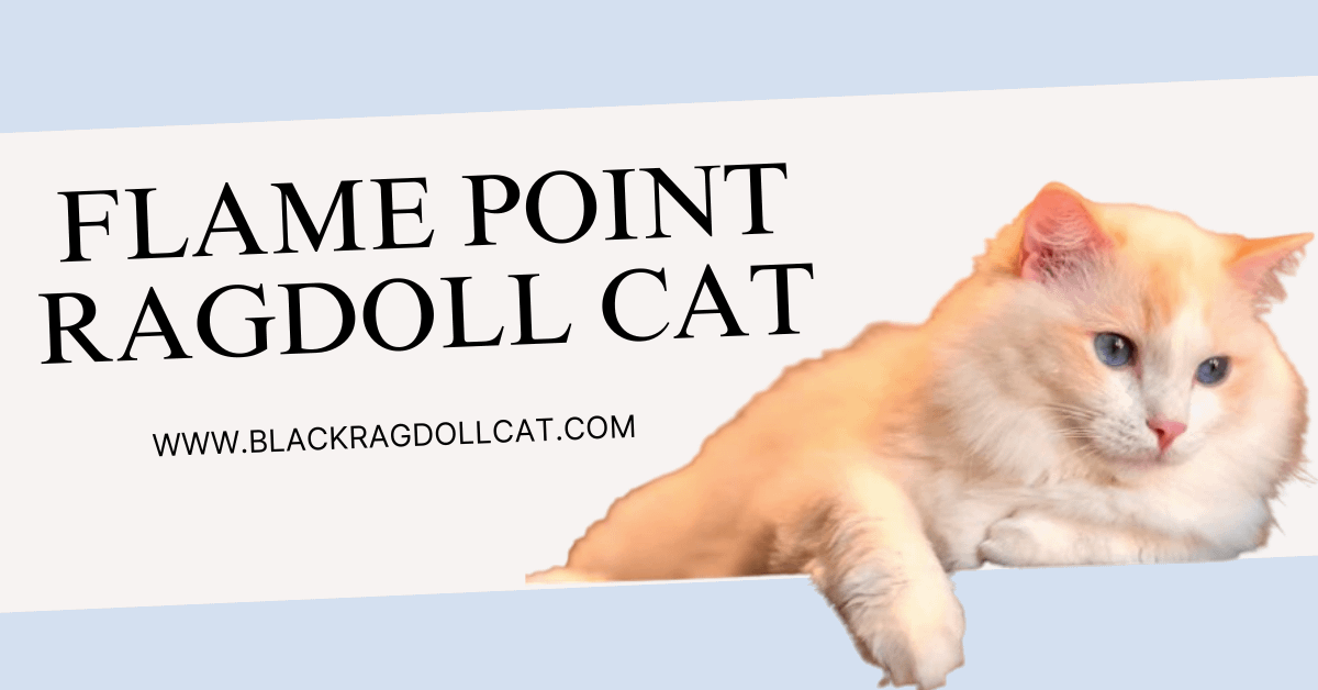 Flame point Ragdoll cat