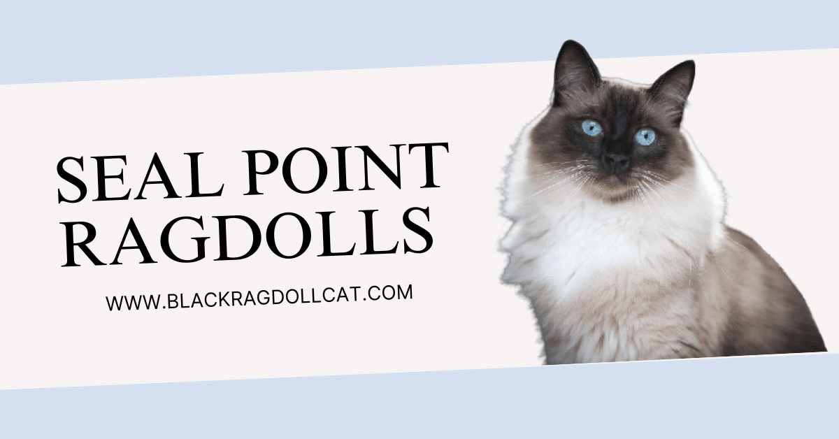<strong>Seal Point Ragdolls</strong>