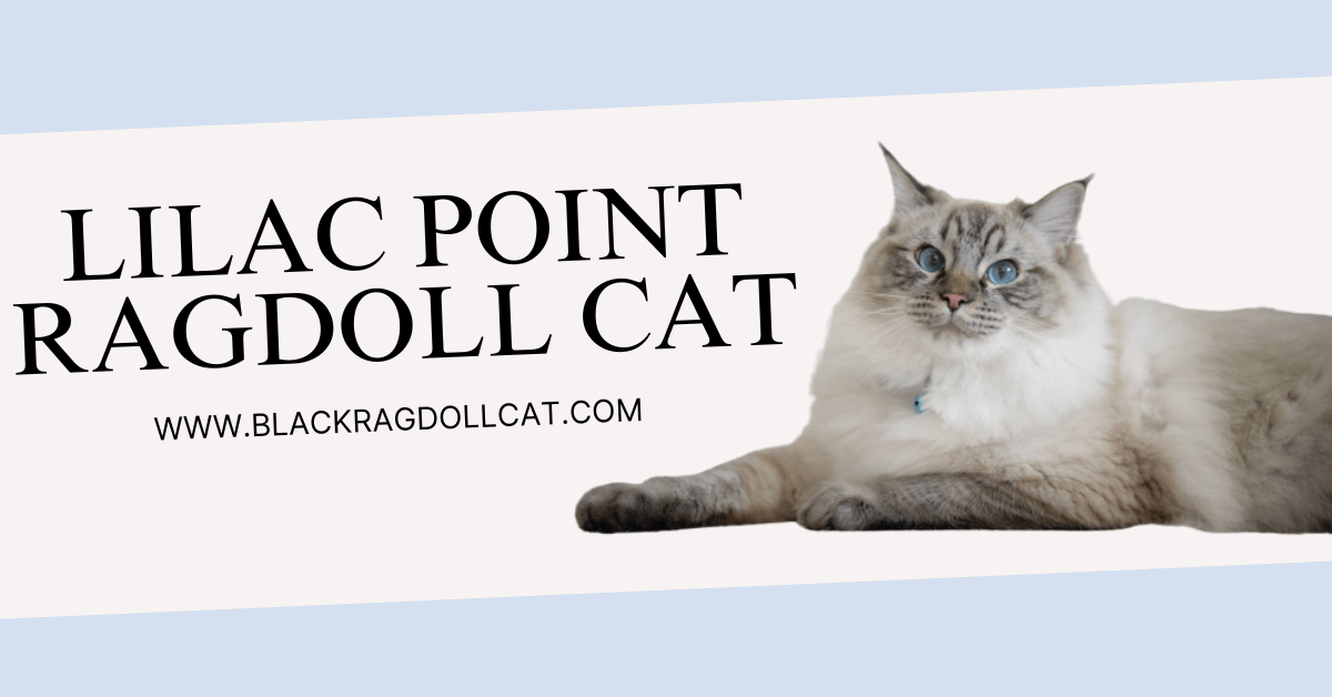 Lilac Point Ragdoll Cat