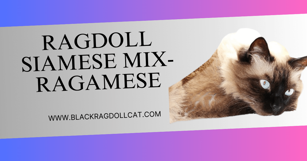 Ragdoll Siamese mix- Ragamese