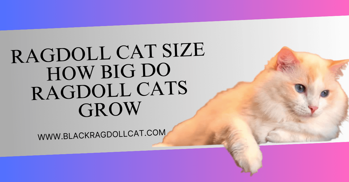 Ragdoll cat size