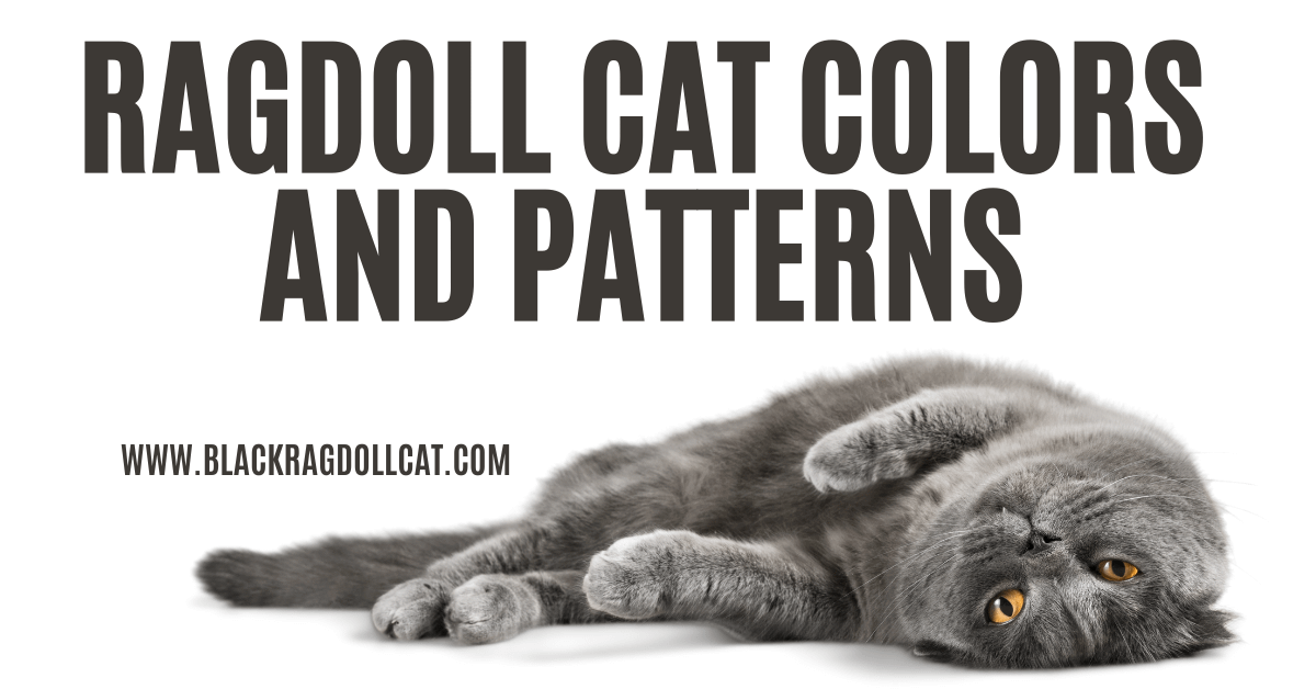 Ragdoll Cat Colors and Patterns