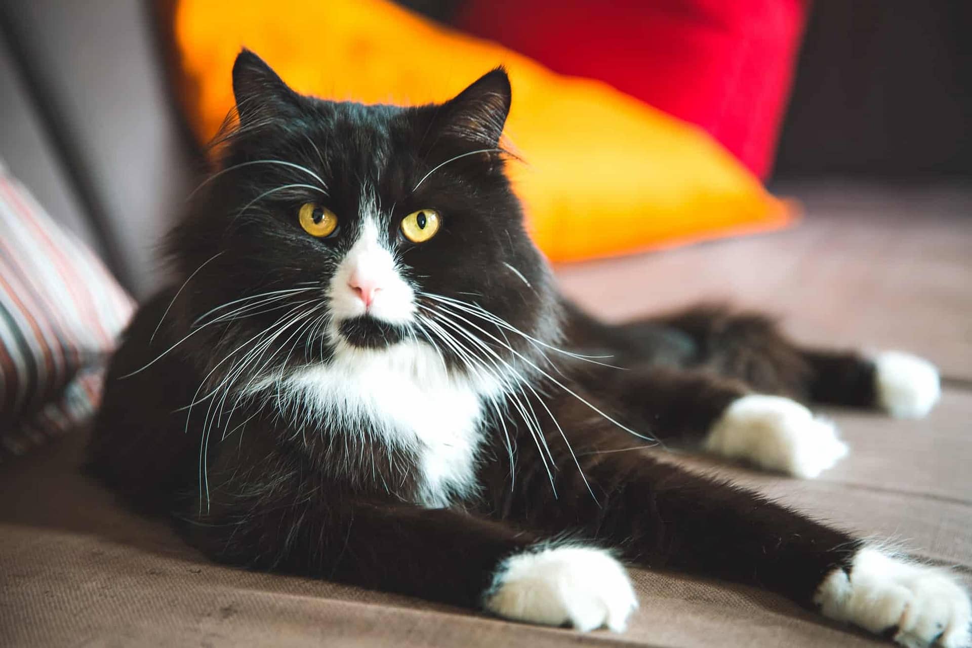 black and white ragdoll
