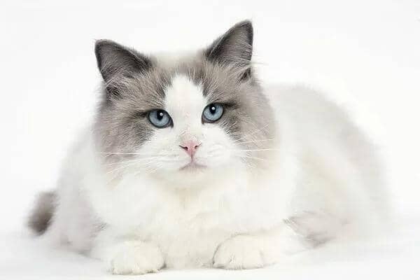 blue bicolor ragdoll cat