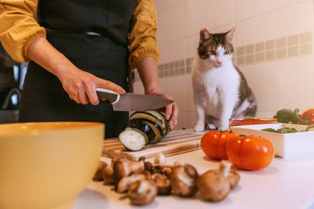 food for ragdoll cat