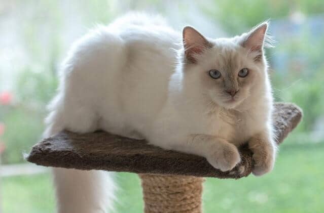 lilac point ragdoll cat