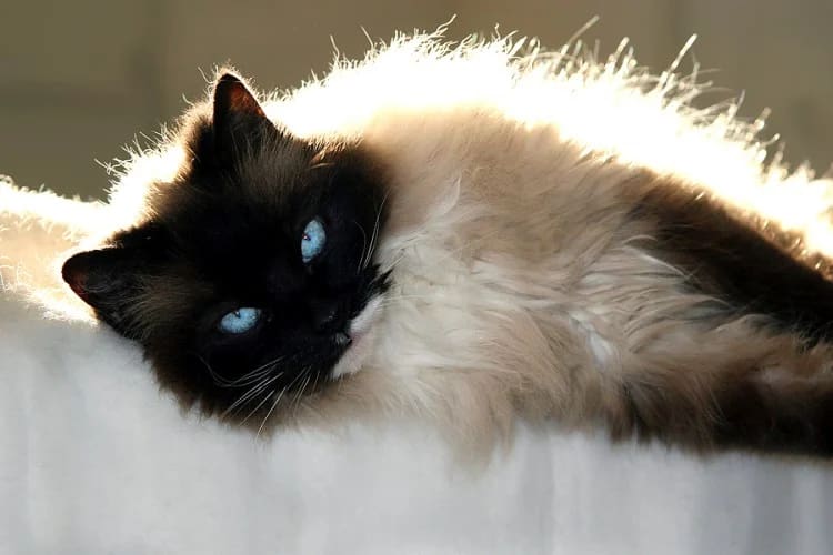 ragdoll cat with blue eyes