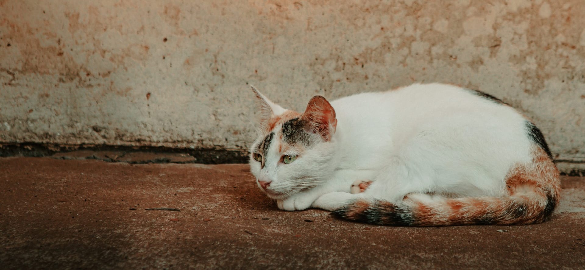 calico ragdoll cat