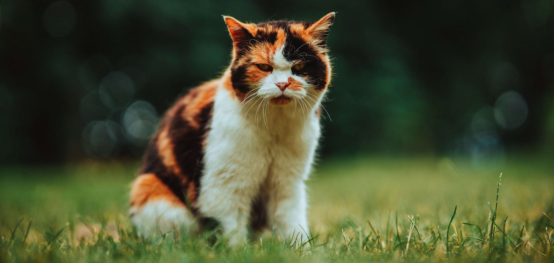 calico ragdoll cat