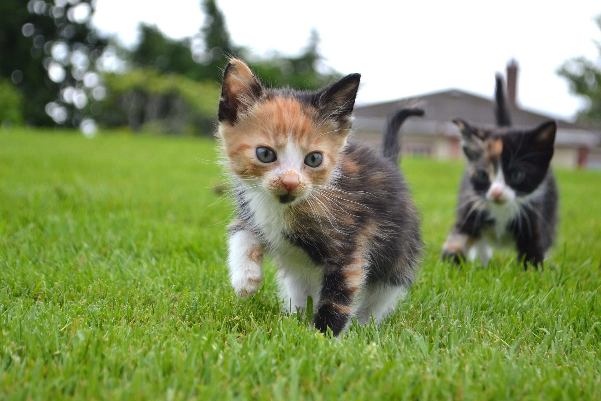 calico kittens